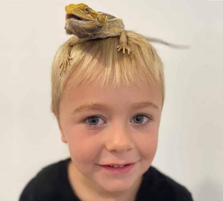 Lizard on Young Boys Head — Frozen Feeders in NSW